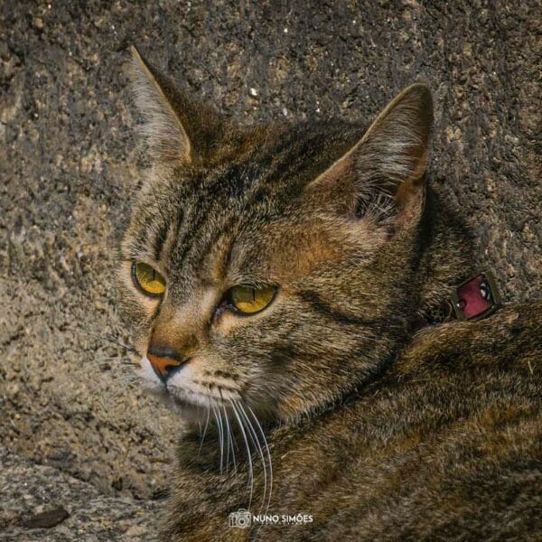 Olhar Felino